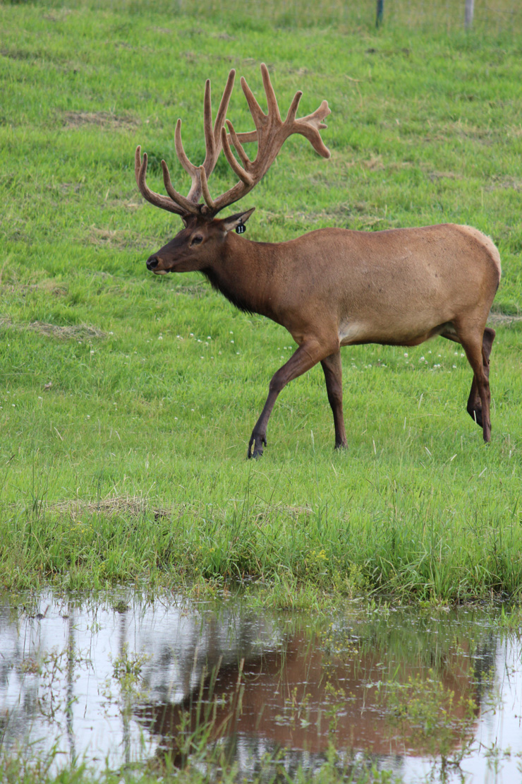 the canadian cervid alliance is a non for profit organization that represents canadian cervid producers