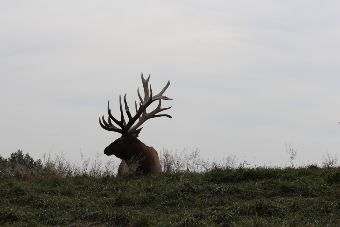 a forum is provided to canadian cervid members to share best practices in cervid management 