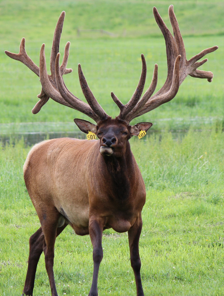 the canadian cervid alliance is the national lobby organization for elk, deer and red deer in canada  