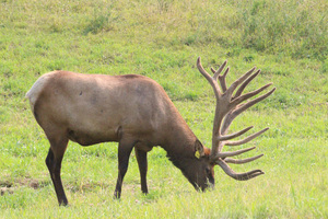 the canadian cervid alliance is the national lobby organization for elk, deer and red deer in canada  