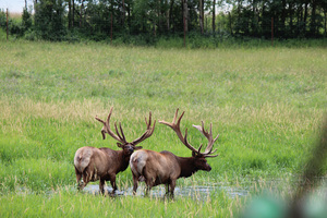 elk and deer ranching is protected by the canadian cervid alliance