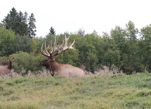 government agencies work with the canadian cervid alliance 