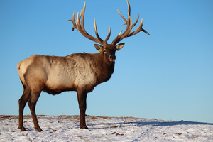 the canadian cervid alliance protects elk and deer ranching in canada