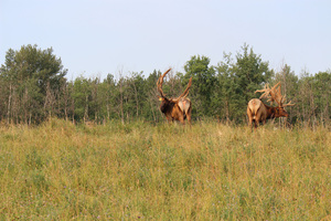 canadian cervid alliance is a non-profit organization that represents canadian cervid producers